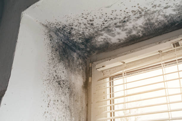 Affordable Crawl Space Mold Remediation solutions in Haledon, NJ